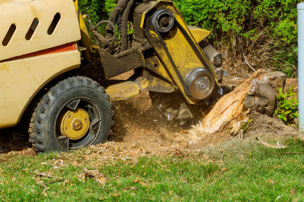 Best Tree Pruning Services  in North Crossett, AR